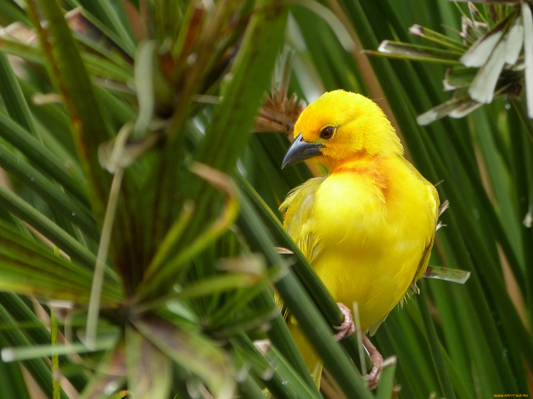 , , , , , african, golden, weaver